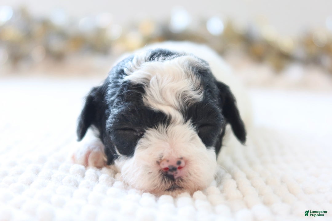 Toy Poodle dogs for sale: Holly - Ad 3