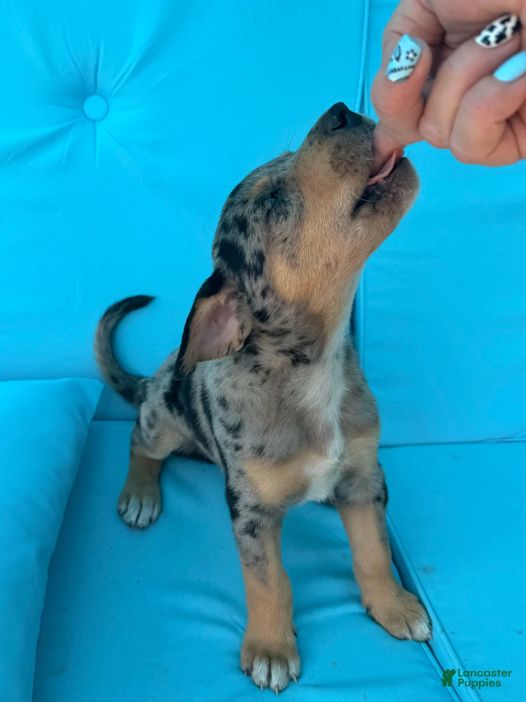 Mixed Breed dogs for sale: Gunner - Ad 2