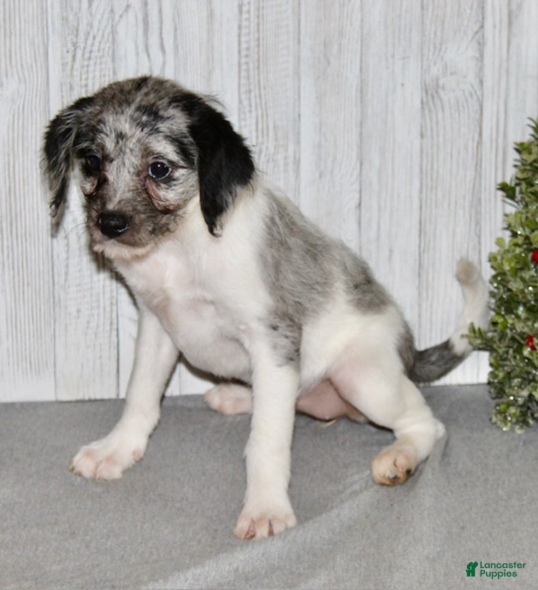 Mixed Breed dogs for sale: Bella - Ad 3