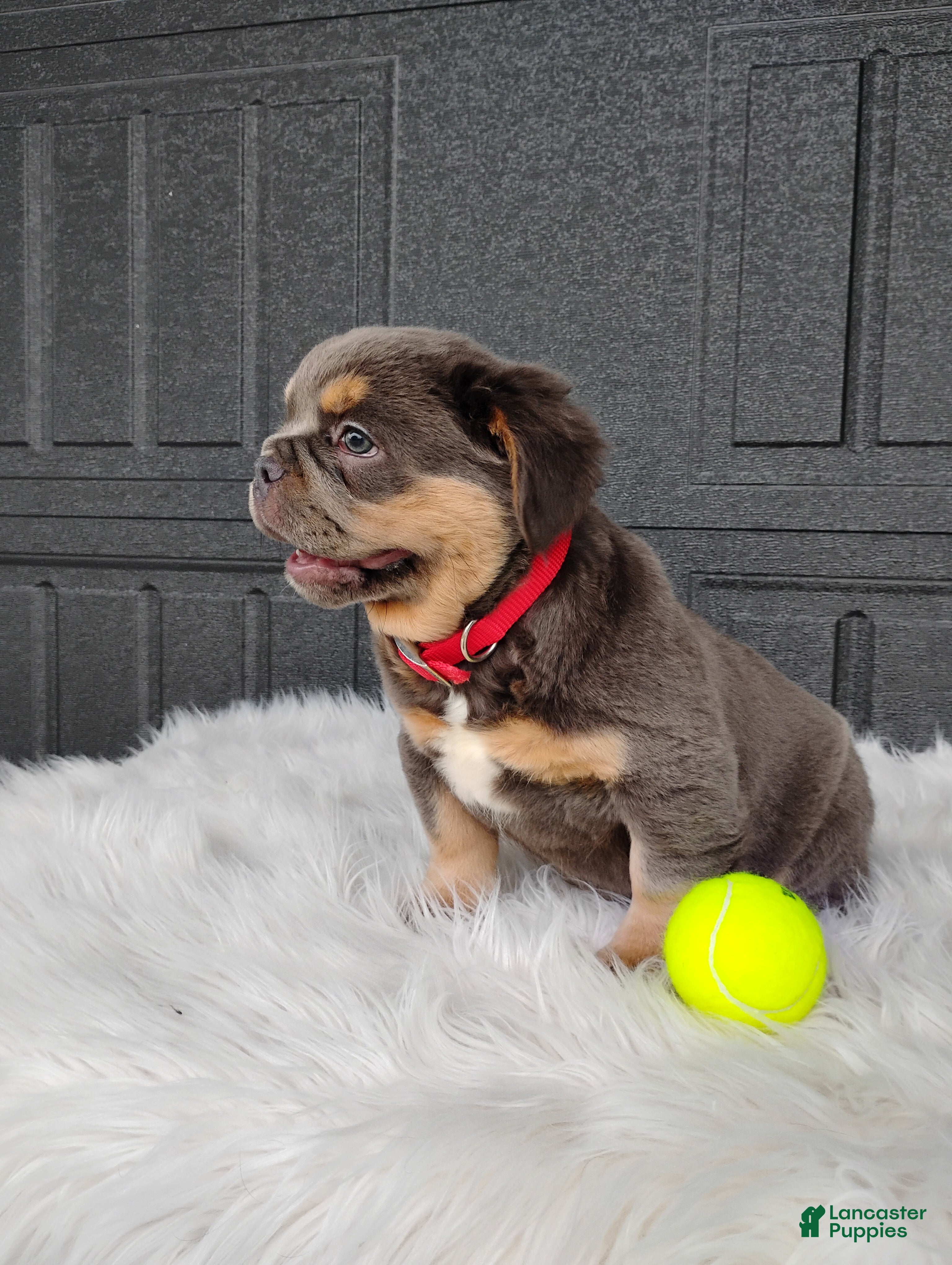 French Bulldog dogs Elvis  - Ad 2