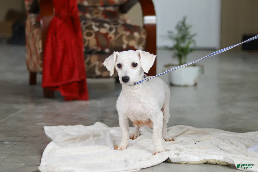 Bichpoo dogs for sale: Austin - Ad 8