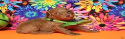 Mixed Breed dogs for sale: Tangelo - Ad 8