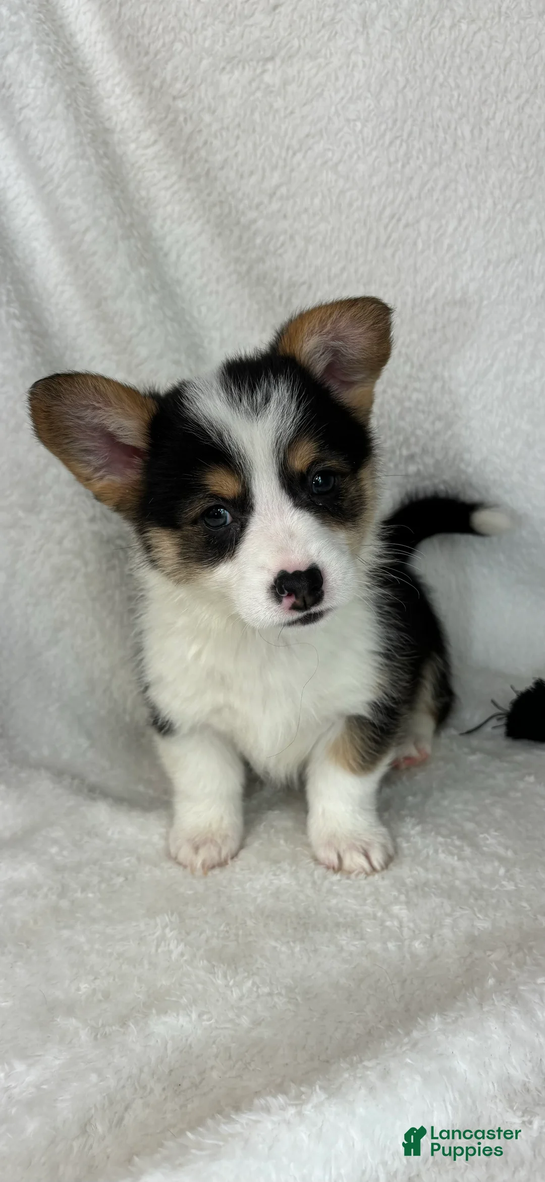 Welsh Corgi Pembroke dogs for sale: Casper - Ad 1
