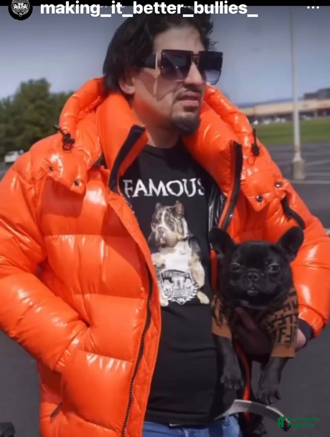 French Bulldog dogs for sale: French Bulldog Puppy 1 - Ad 2