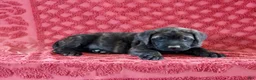 English Mastiff dogs for sale: Rambo - Ad 2