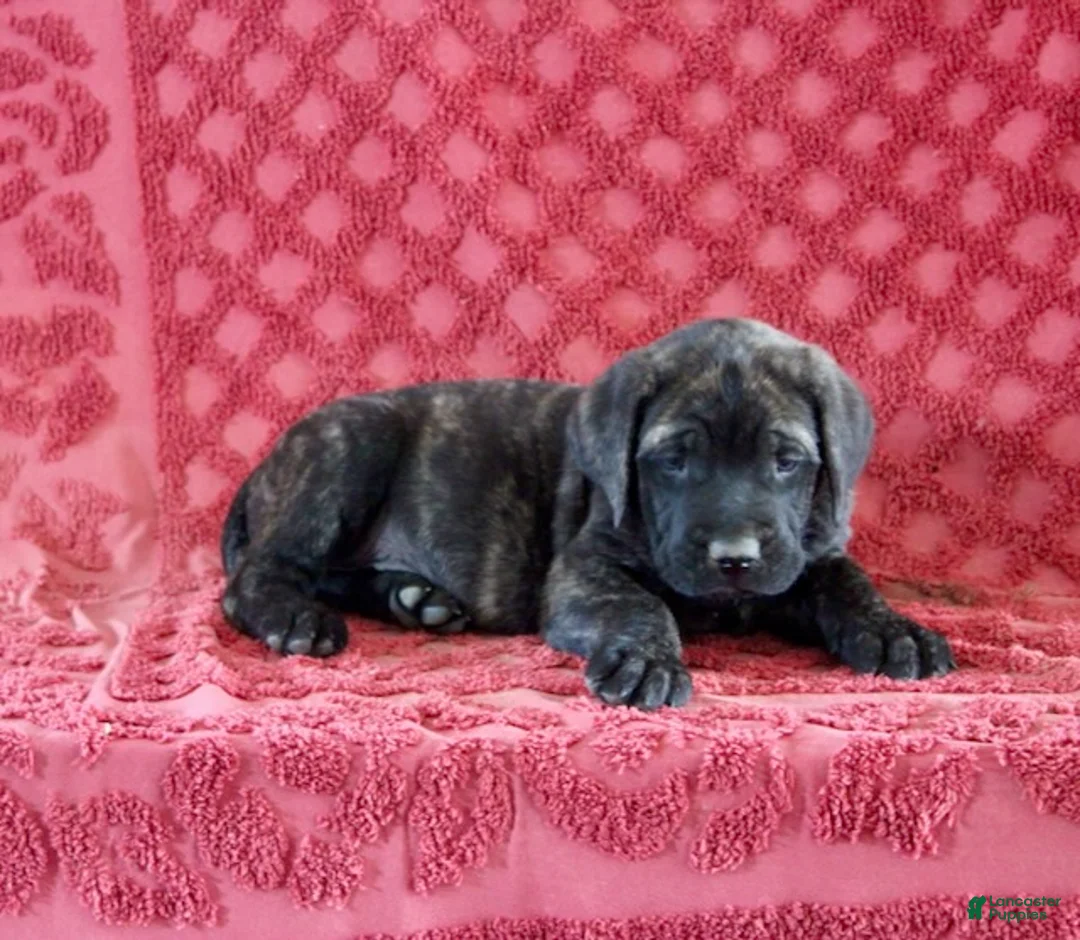 English Mastiff dogs for sale: Rambo - Ad 2
