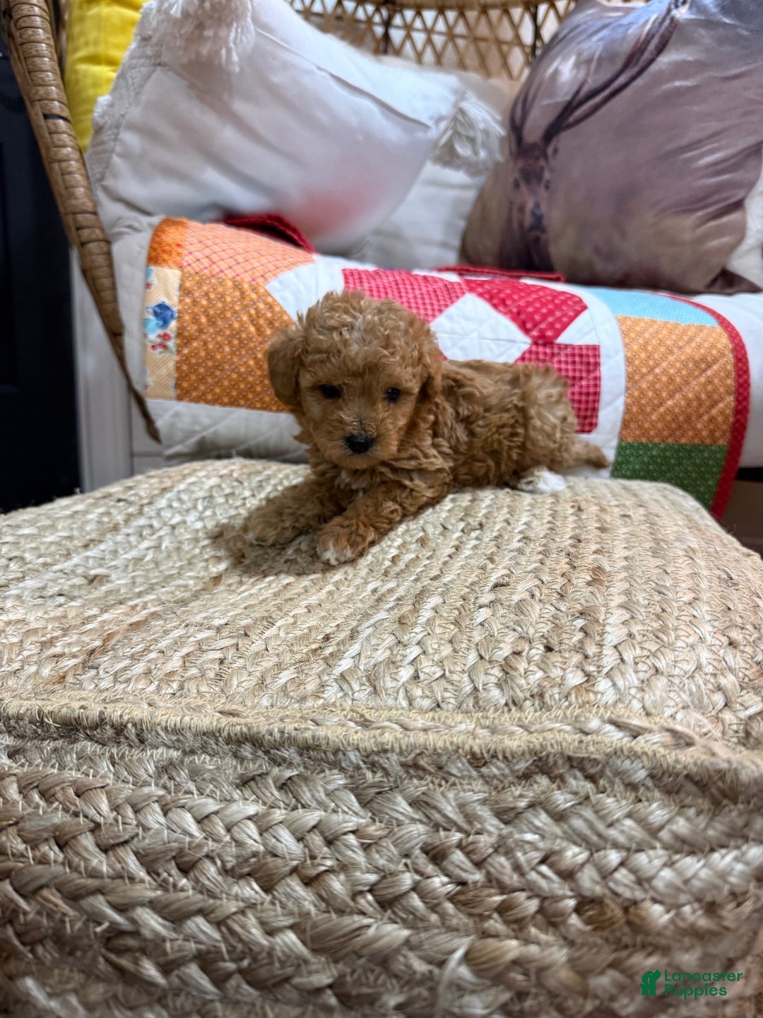 Mini Aussiedoodle dogs for sale: Max - Ad 1