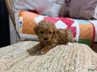 Mini Aussiedoodle dogs Max - Ad 3