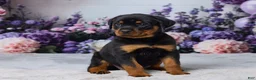 Rottweiler dogs for sale: Nova - Ad 3