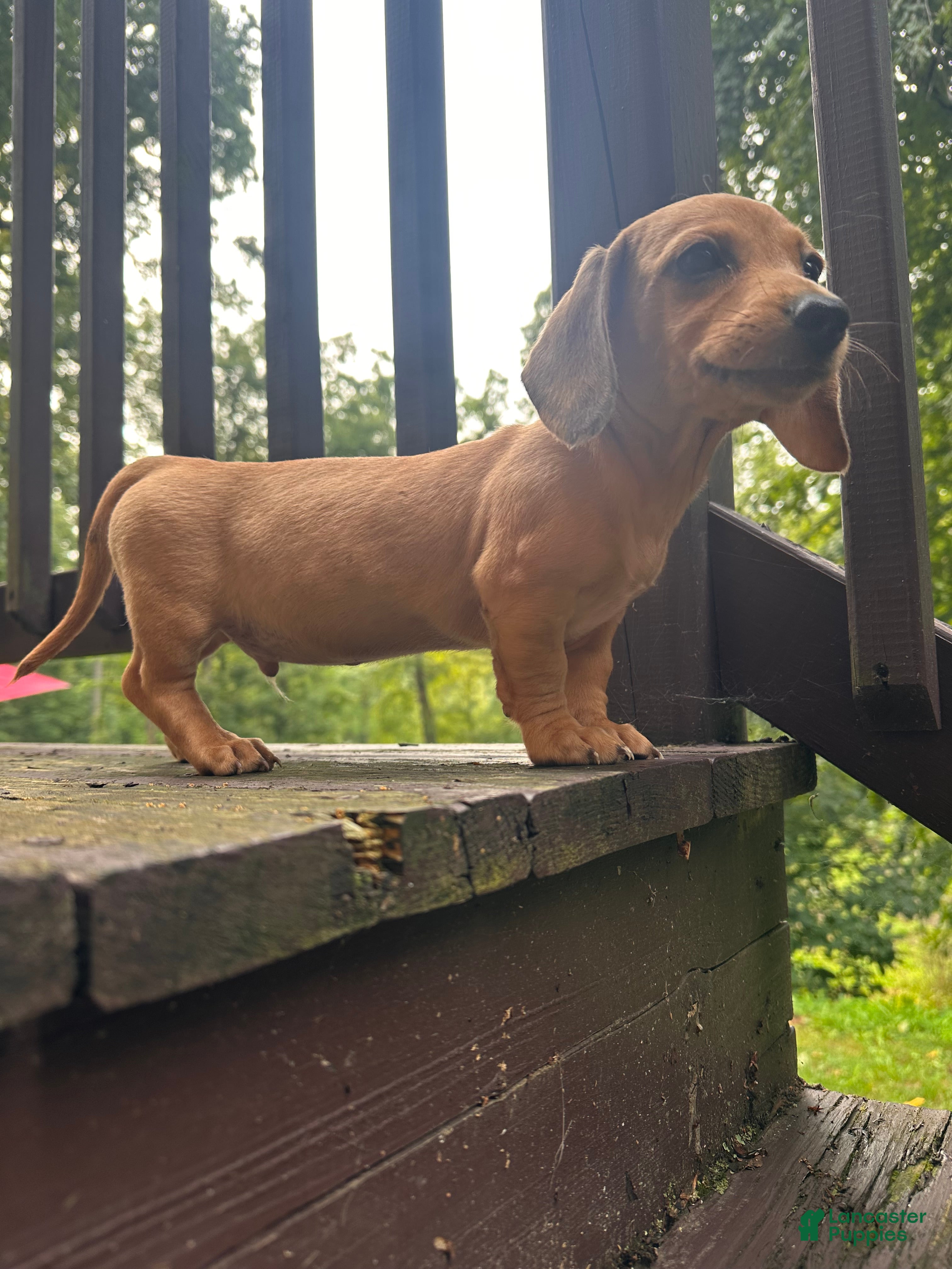 Dachshund dogs Male Two - Ad 1