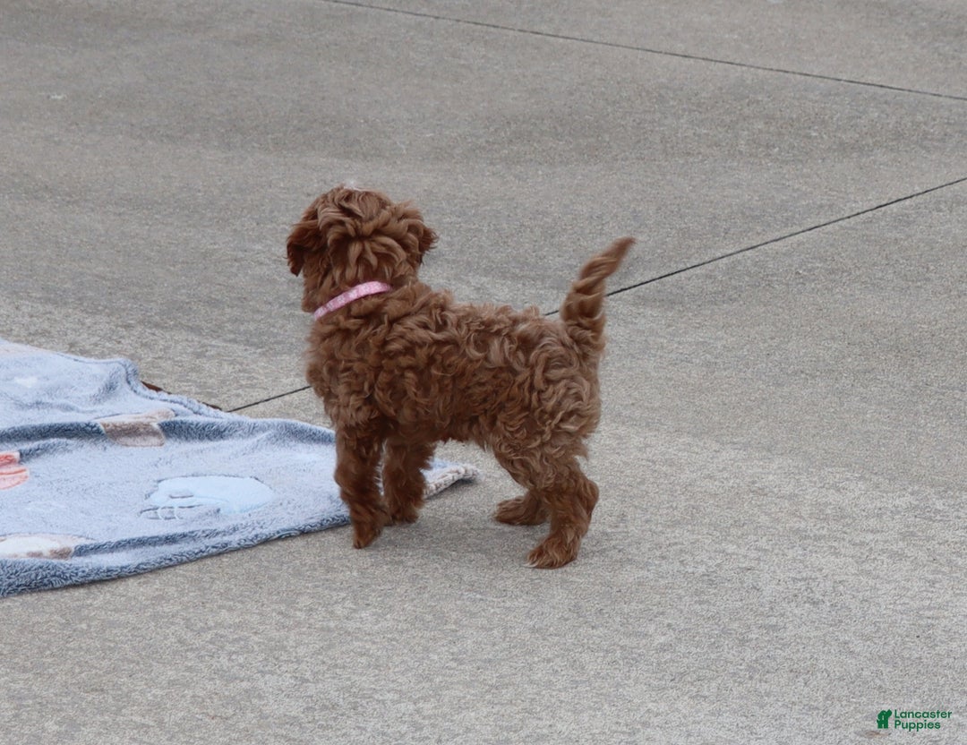 Havapoo dogs for sale: Ember 🌷👨‍👨‍👧‍👦💞🐕 - Ad 9