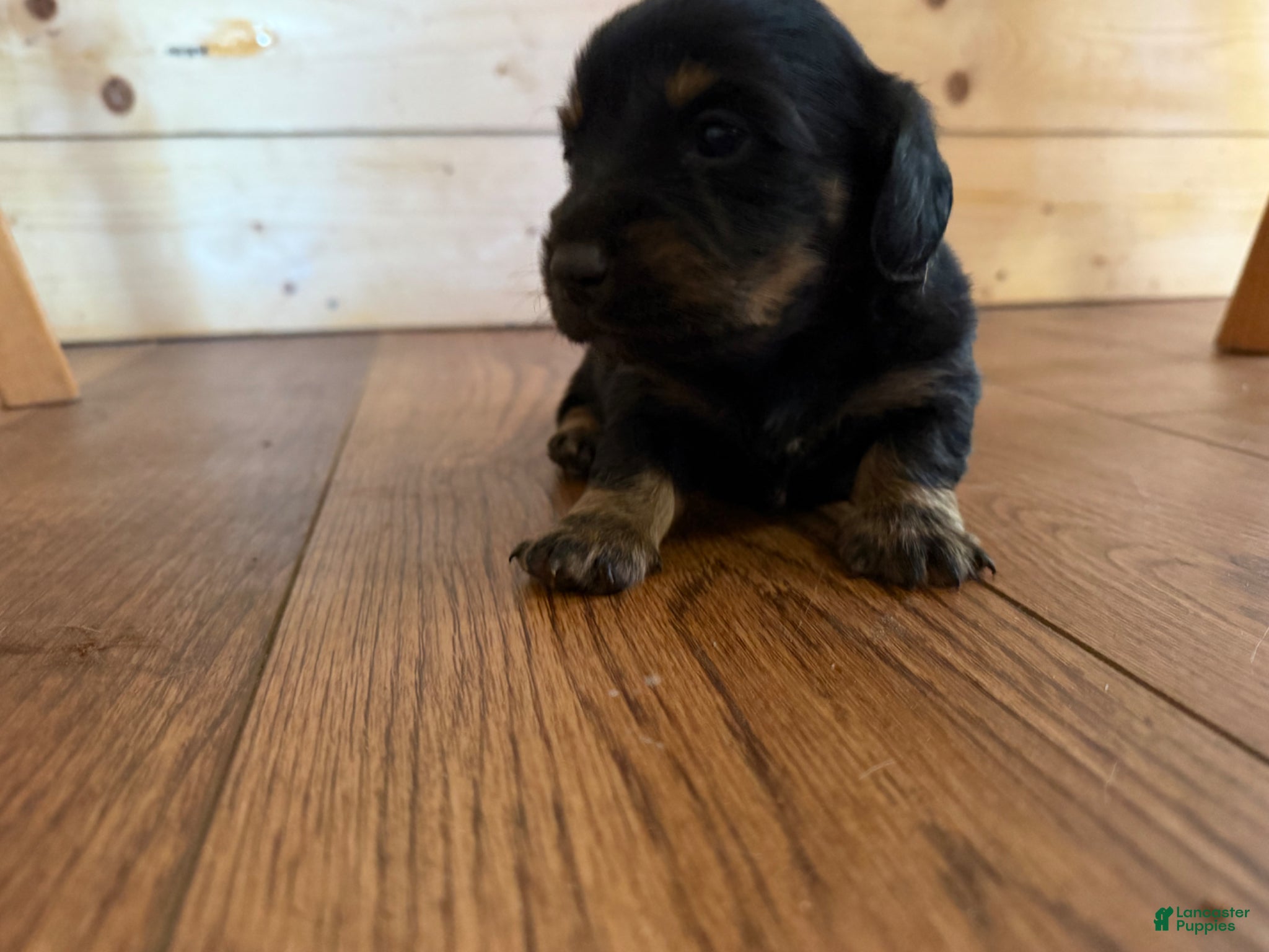 Dachshund dogs Dachshund Puppy 3 - Ad 5