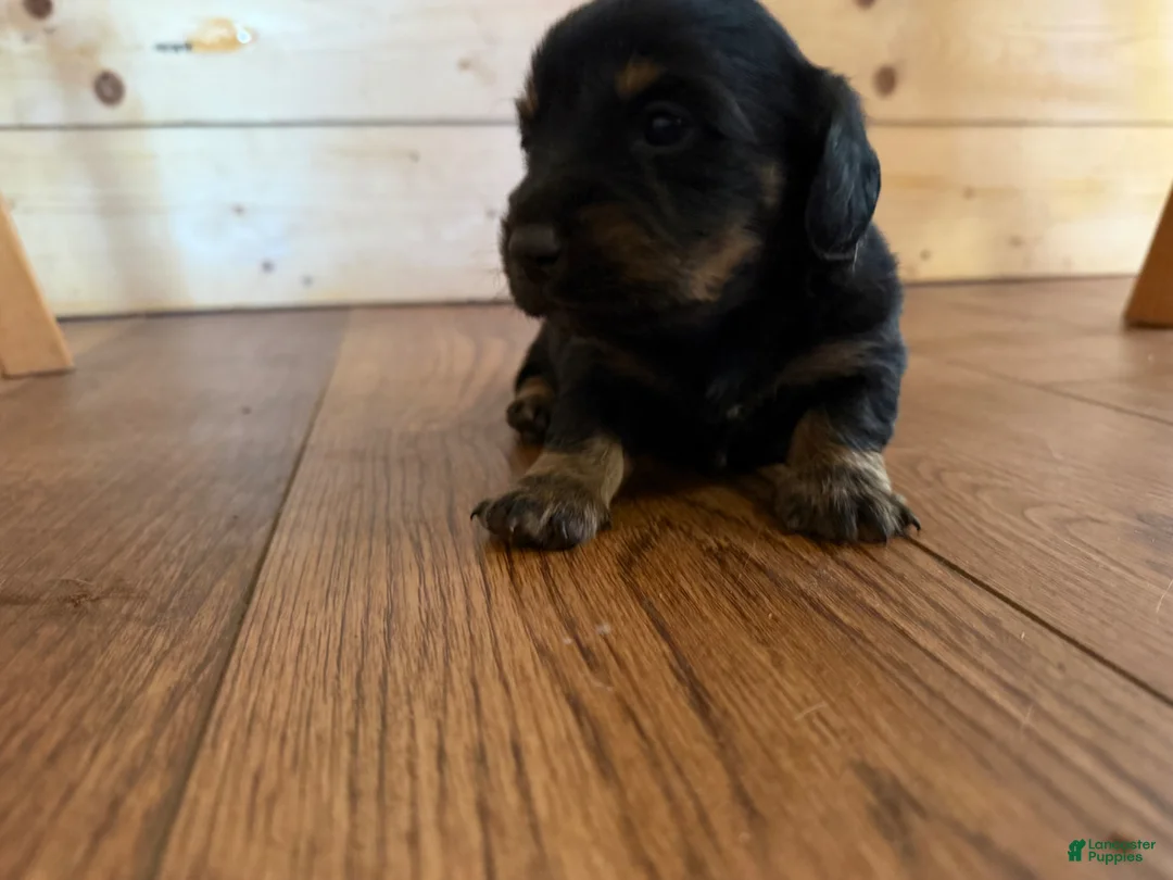 Dachshund dogs for sale: Dachshund Puppy 3 - Ad 1