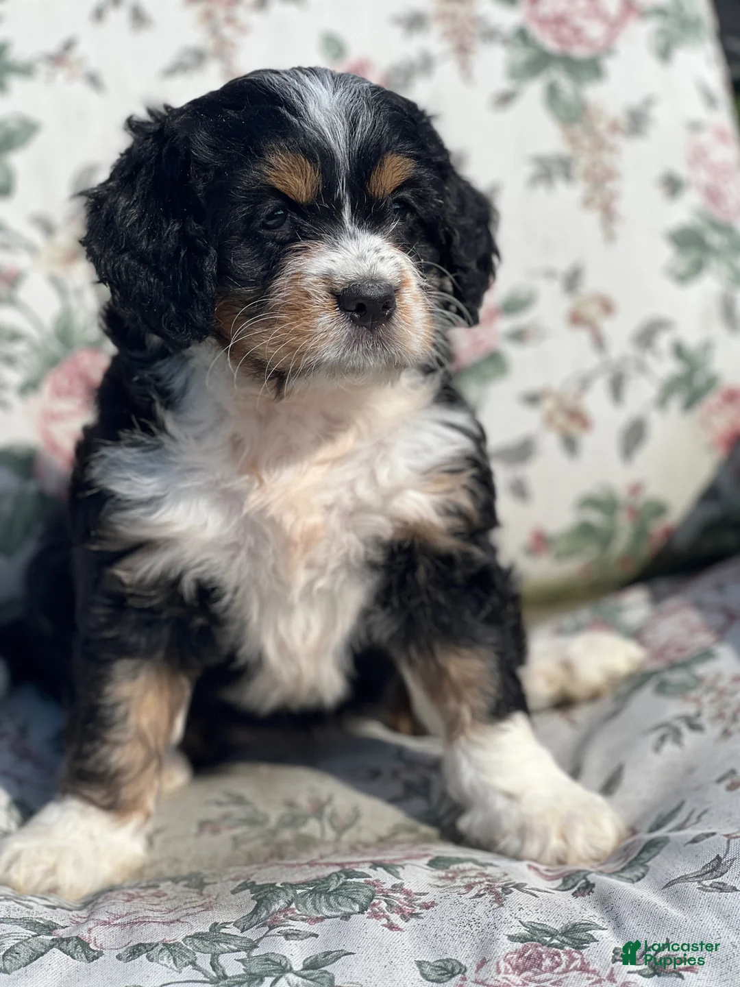 Mixed Breed dogs for sale: Penny - Ad 6