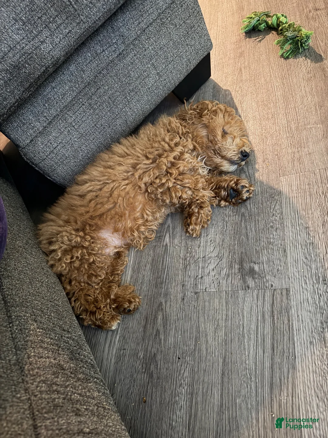 Bichpoo dogs for sale: Bichpoo 1 - Ad 11