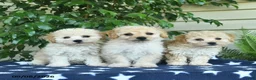 Bichpoo dogs for sale: Zion  - Ad 3