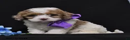 Cavapoo dogs for sale: Nadine - Ad 4