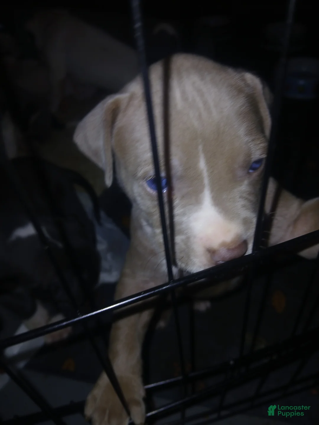 Mixed Breed dogs for sale: Mixed Breed Puppy 4 - Ad 1