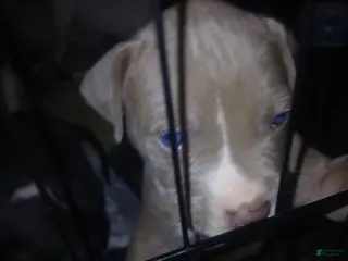 Mixed Breed dogs Mixed Breed Puppy 4 - Ad 16