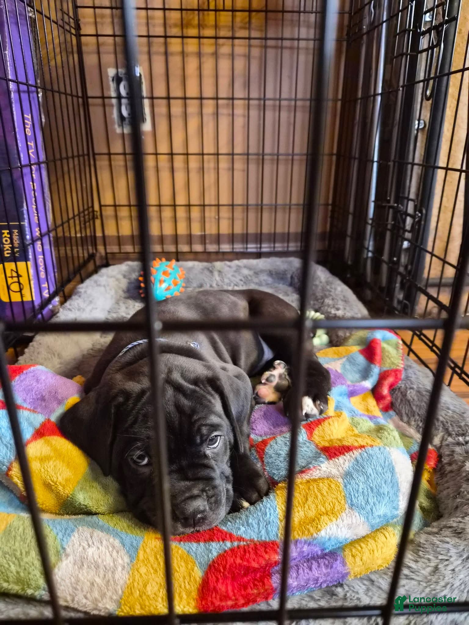 Cane Corso dogs Cane Corso Puppy 1 - Ad 2