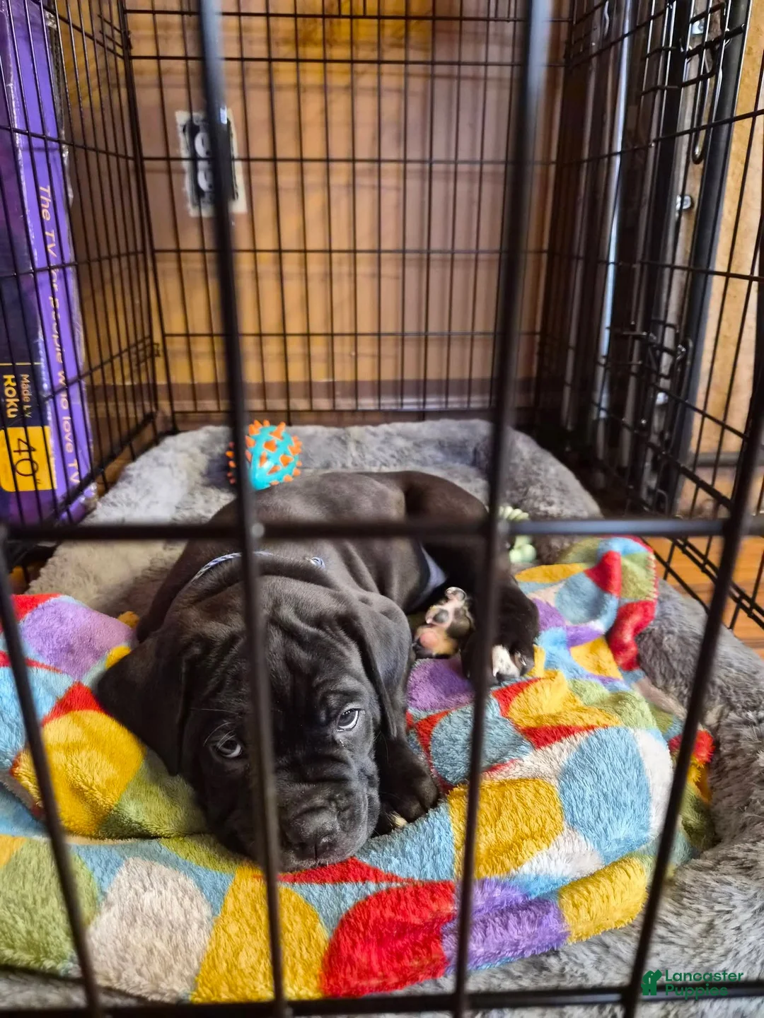 Cane Corso dogs for sale: Cane Corso Puppy 1 - Ad 1
