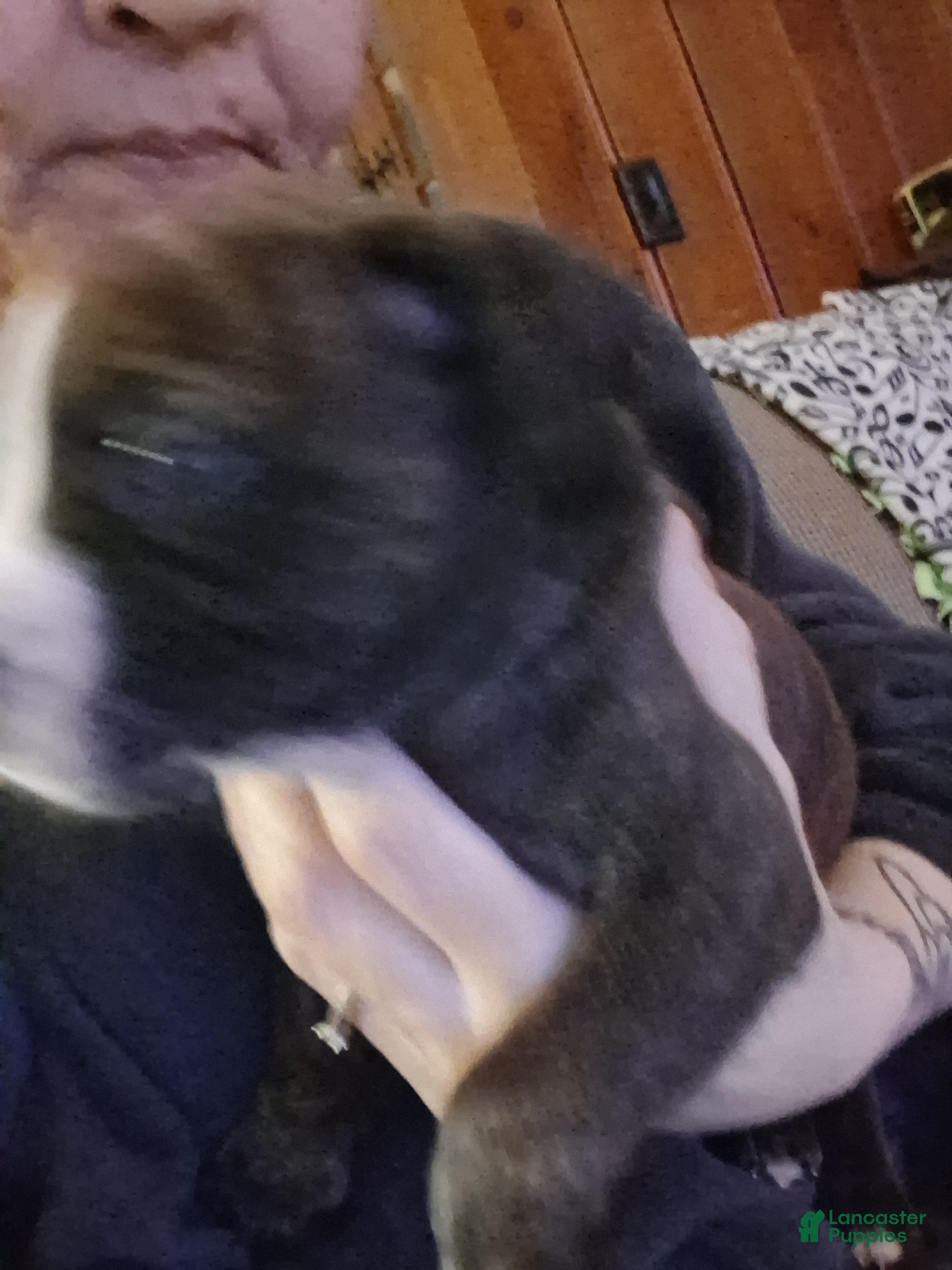 Mixed Breed dogs Mixed Breed Puppy 3 - Ad 24