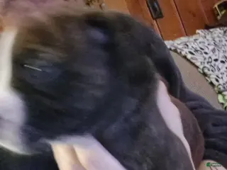 Mixed Breed dogs Mixed Breed Puppy 3 - Ad 24