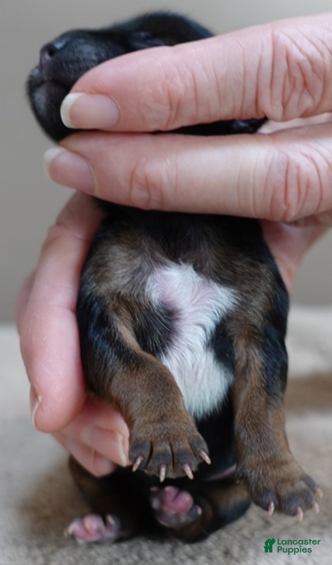 Yorkshire Terrier dogs for sale: Bali - Ad 2