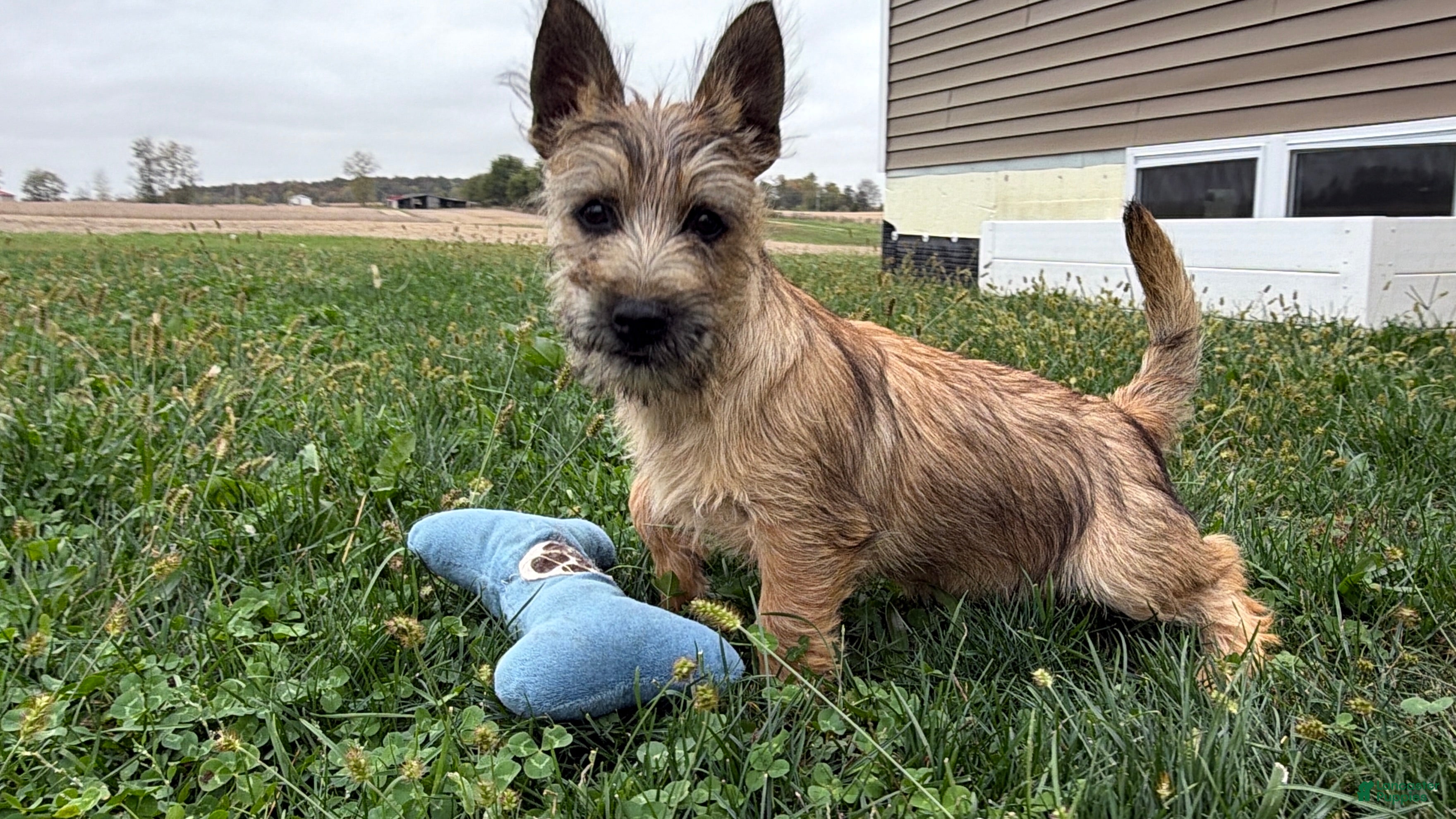 Cairn Terrier dogs for sale: Eli - Ad 1