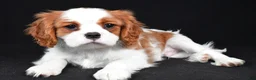 Cavalier King Charles Spaniel dogs for sale: Theodore - Ad 10