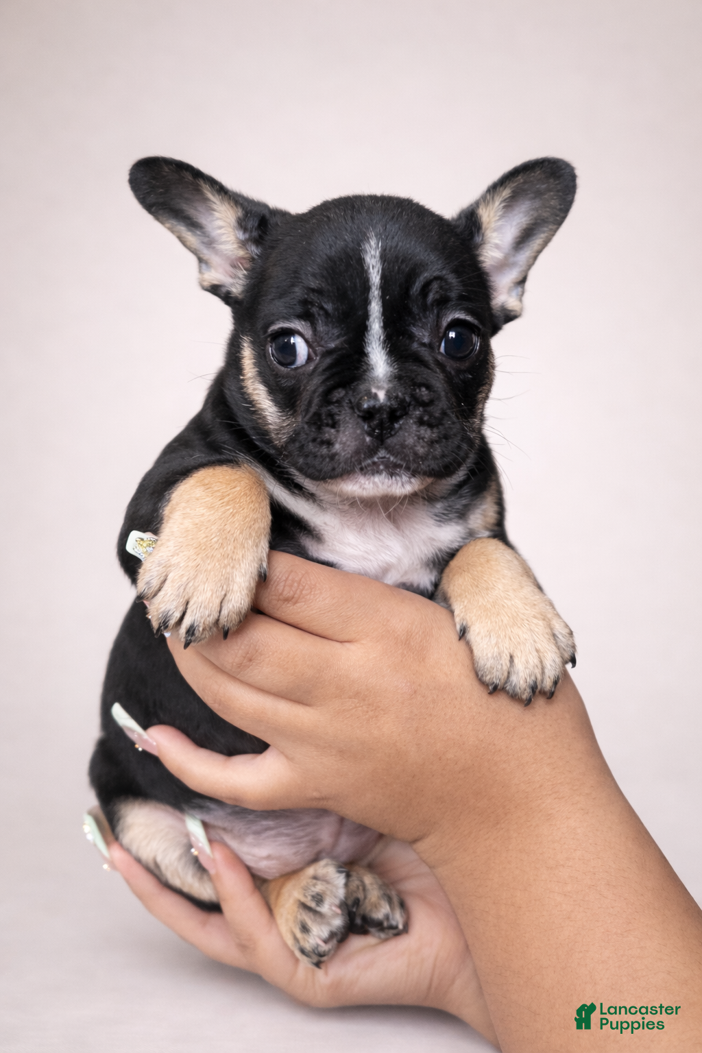 French Bulldog dogs Bella - Ad 38