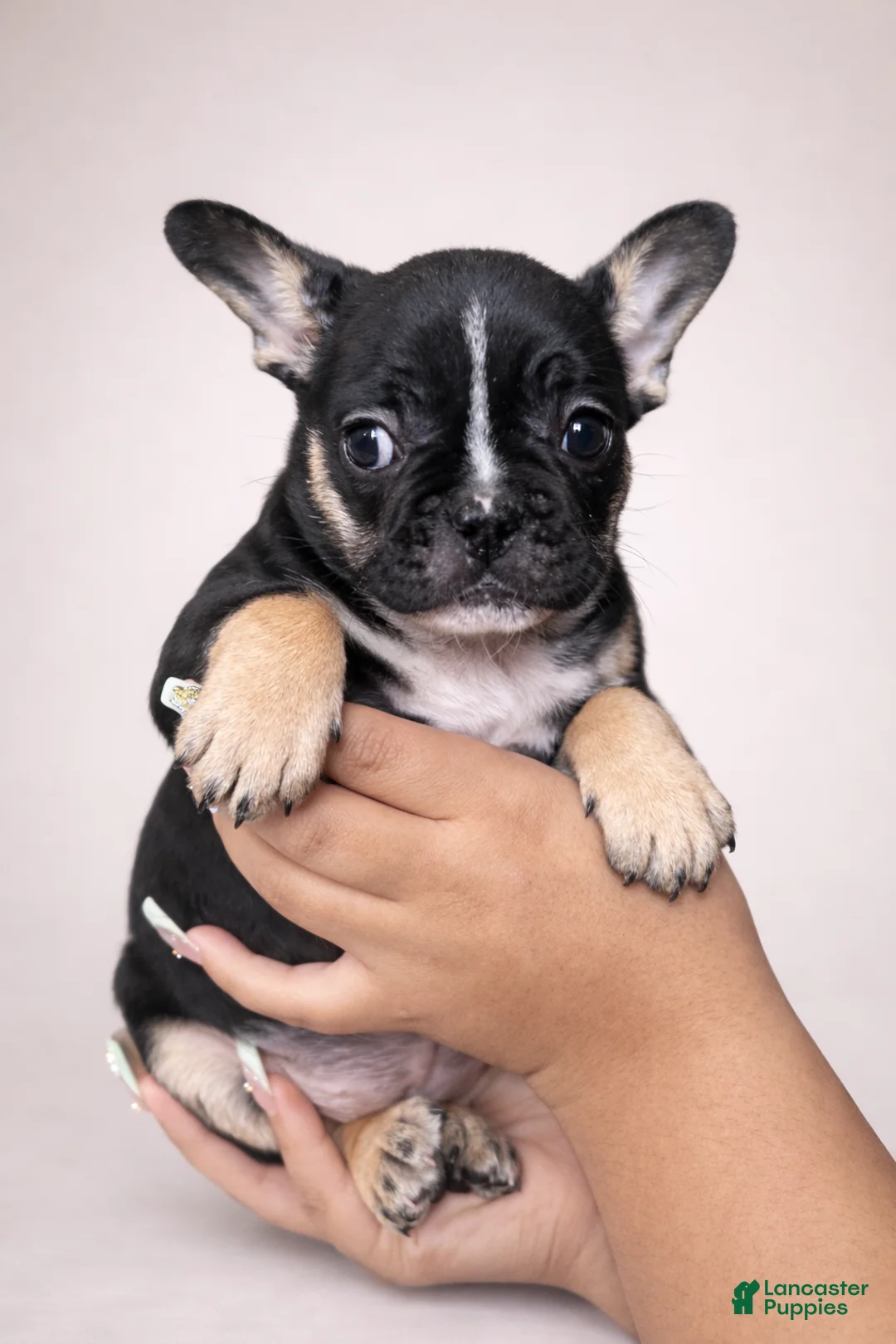 French Bulldog dogs for sale: Bella - Ad 1