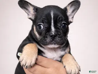 French Bulldog dogs Bella - Ad 38