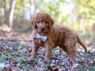 Goldendoodle dogs - Ad 36