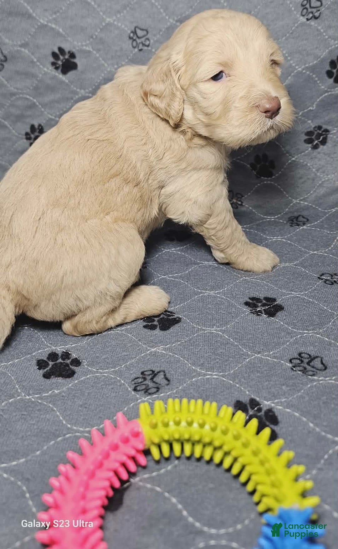 Goldendoodle dogs for sale: Americano - Ad 4