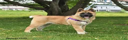 Akita dogs for sale: Flint - Ad 5