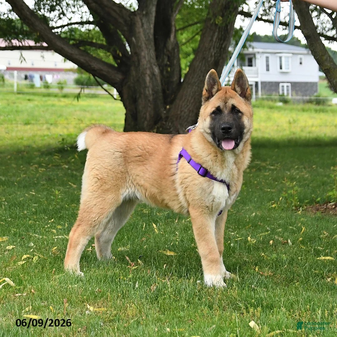 Akita dogs for sale: Flint - Ad 5