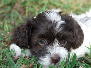 Mixed Breed dogs - Ad 10