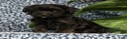 Yorkiepoo dogs for sale: Ronnie - Ad 5