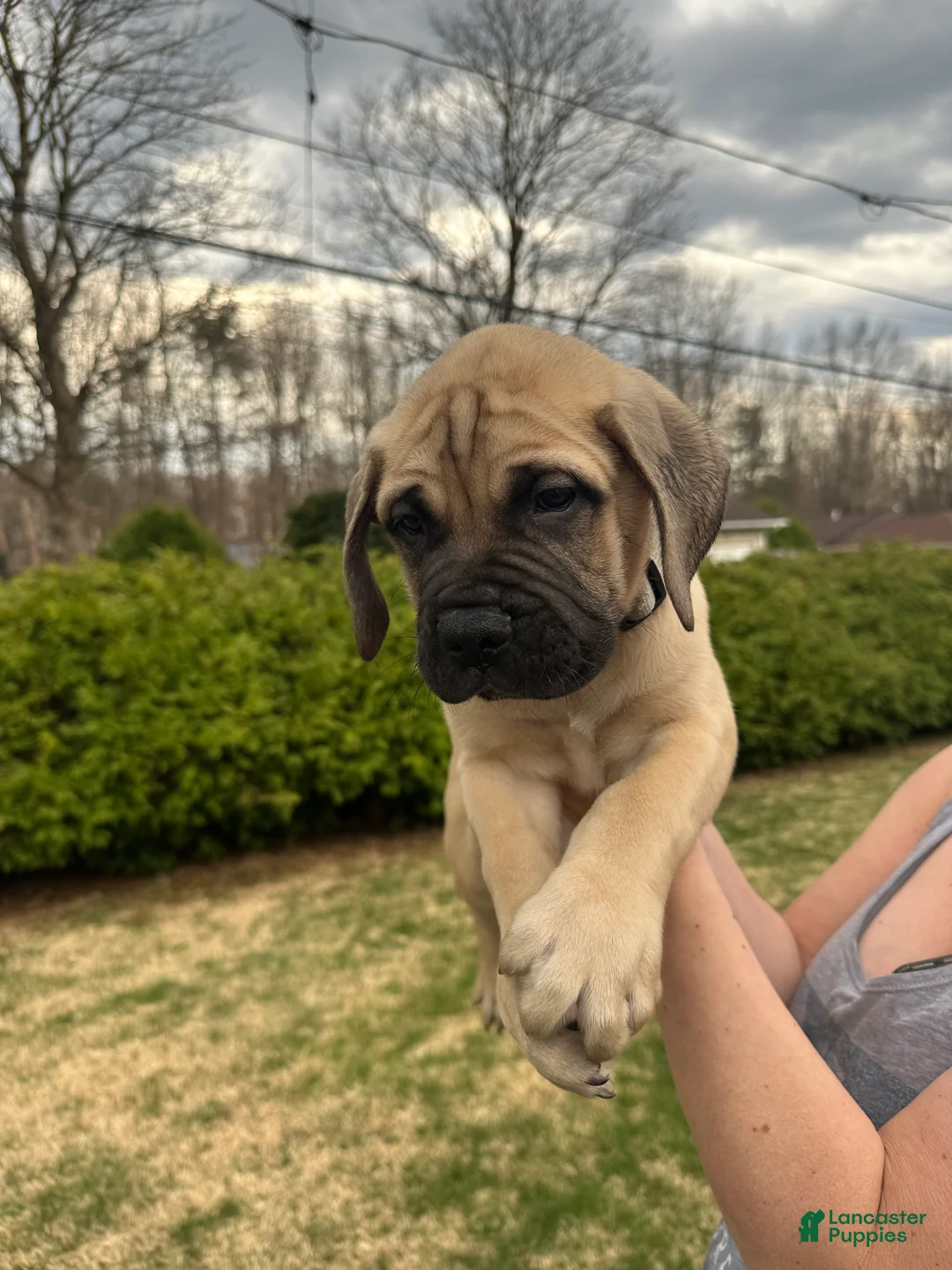 Bullmastiff dogs for sale: Sunny - Ad 2