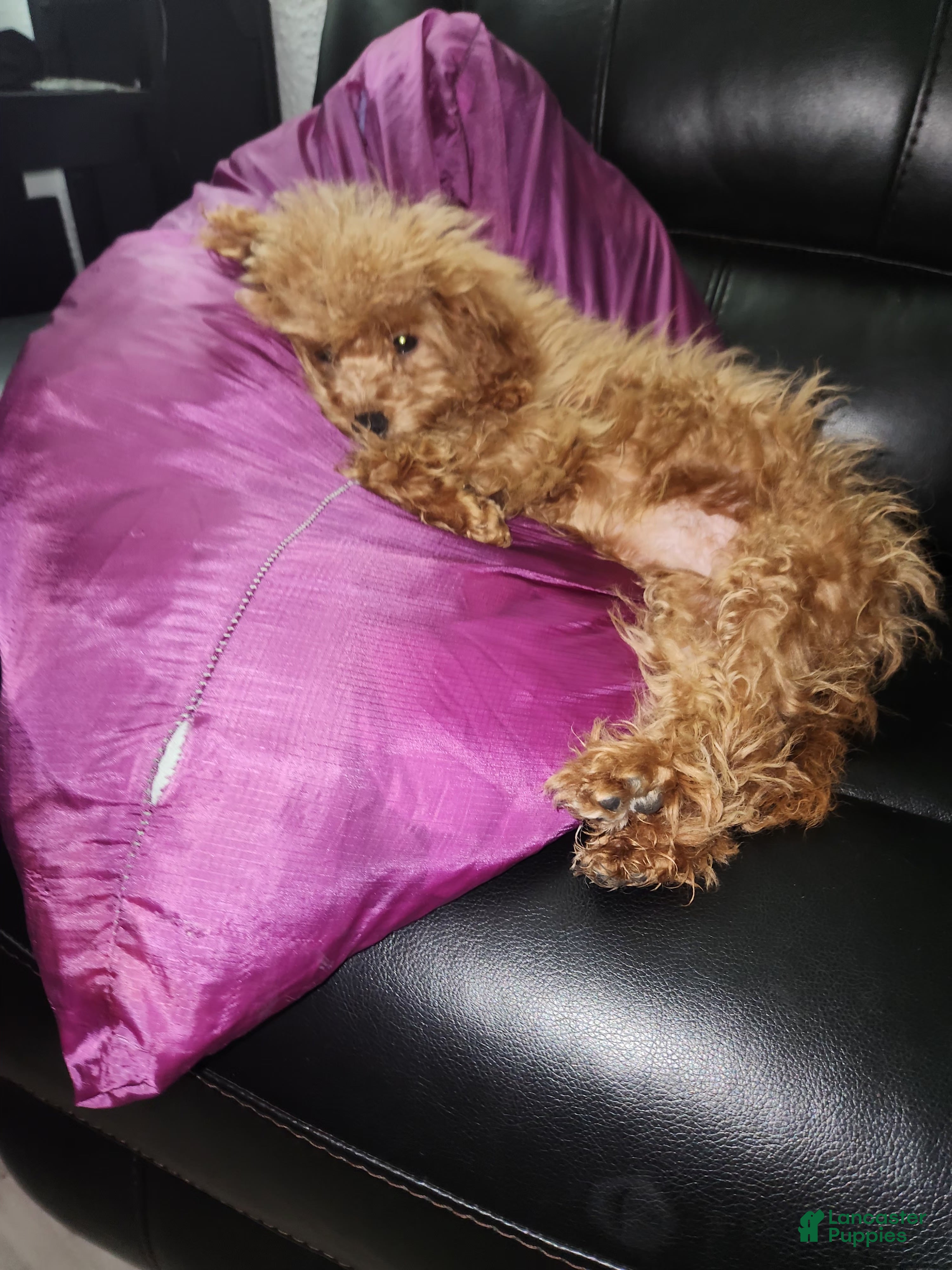 Cavapoo dogs Itsybitsy - Ad 5