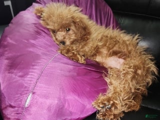 Cavapoo dogs Itsybitsy - Ad 33