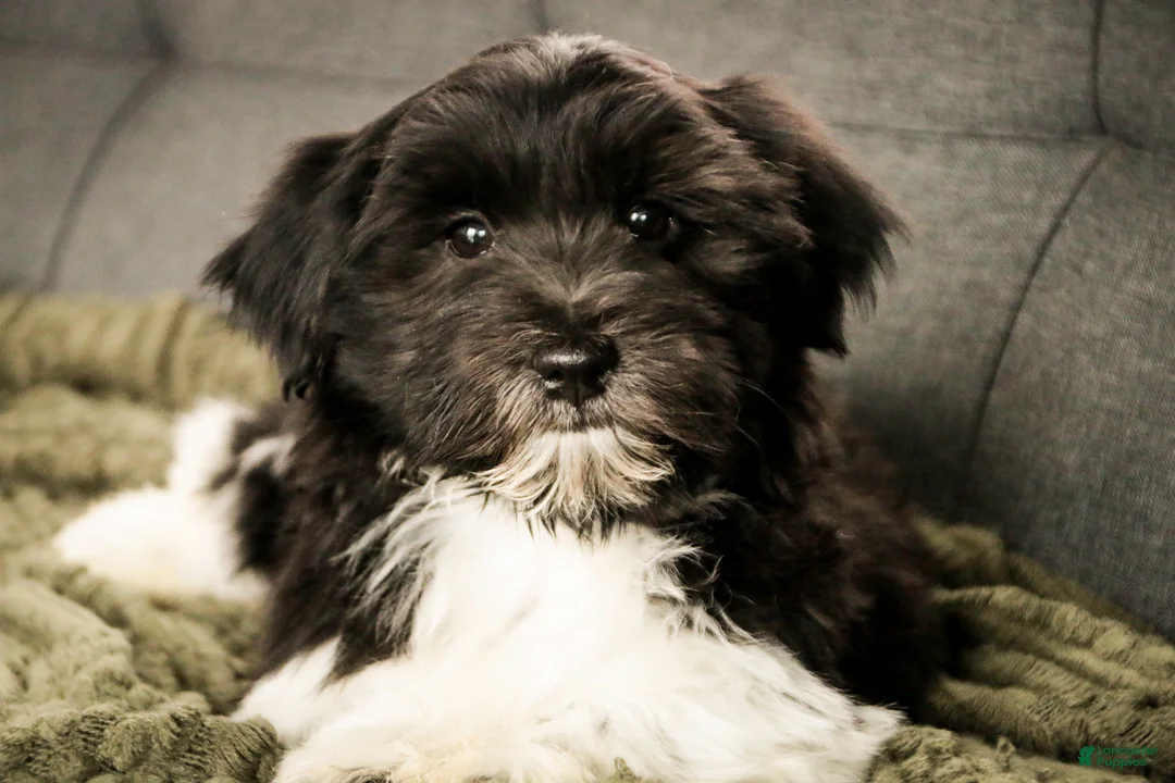 Havanese dogs for sale: Oreo - Ad 1