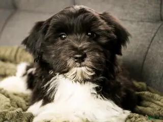Havanese dogs Oreo - Ad 20