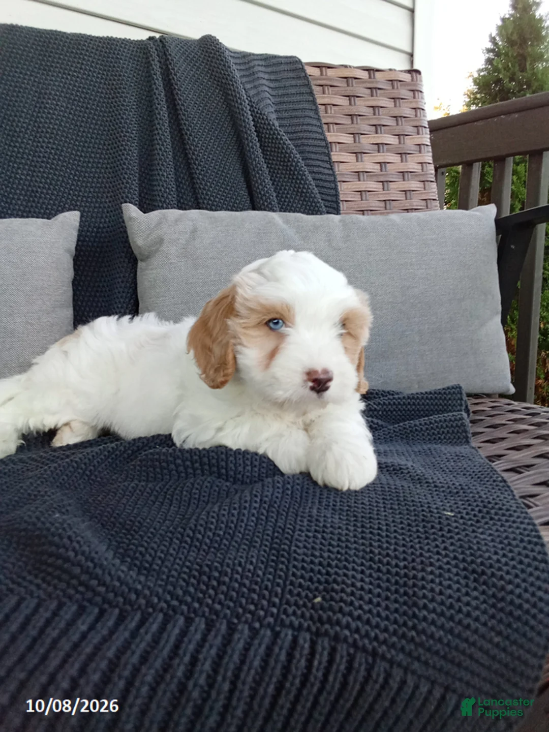 Uriah Cavapoo for sale in Dalmatia | Lancaster Puppies