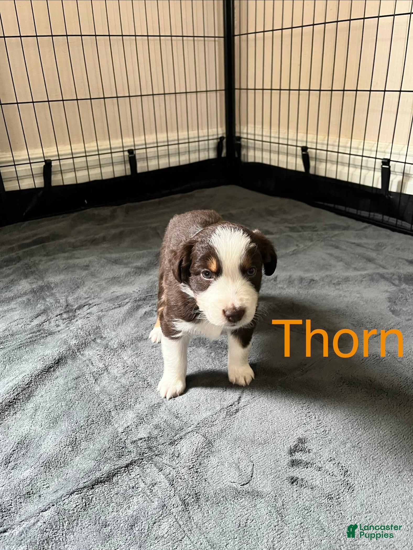 Australian Shepherd dogs Thorn - Ad 2