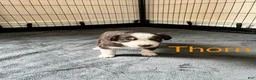 Australian Shepherd dogs for sale: Thorn - Ad 2