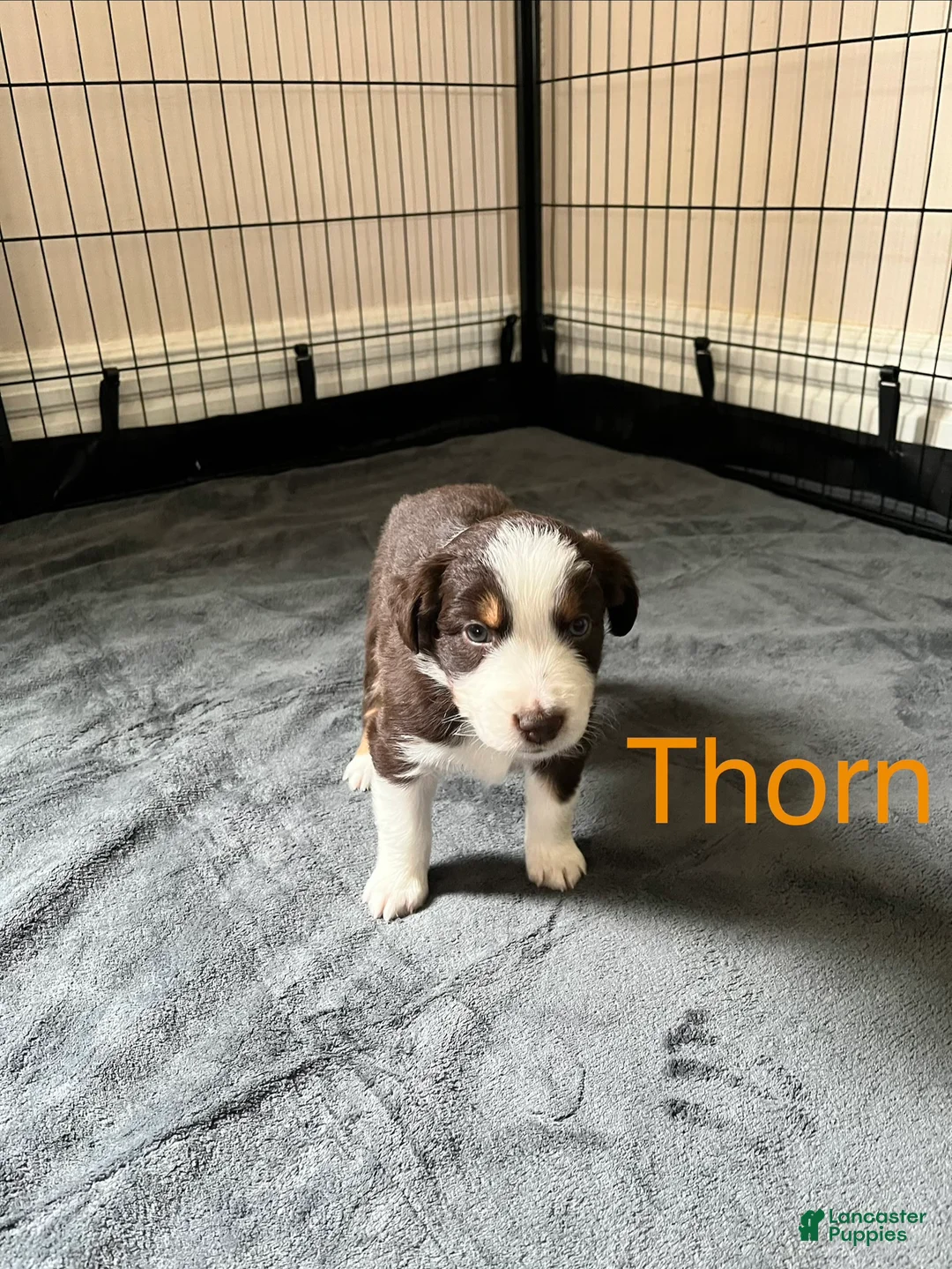 Australian Shepherd dogs for sale: Thorn - Ad 2