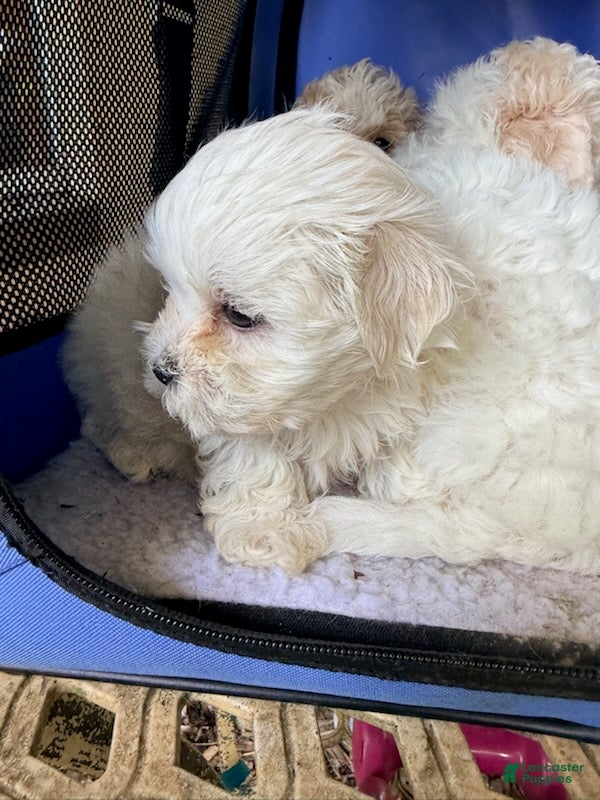Maltipoo dogs Girl 3 - Ad 1