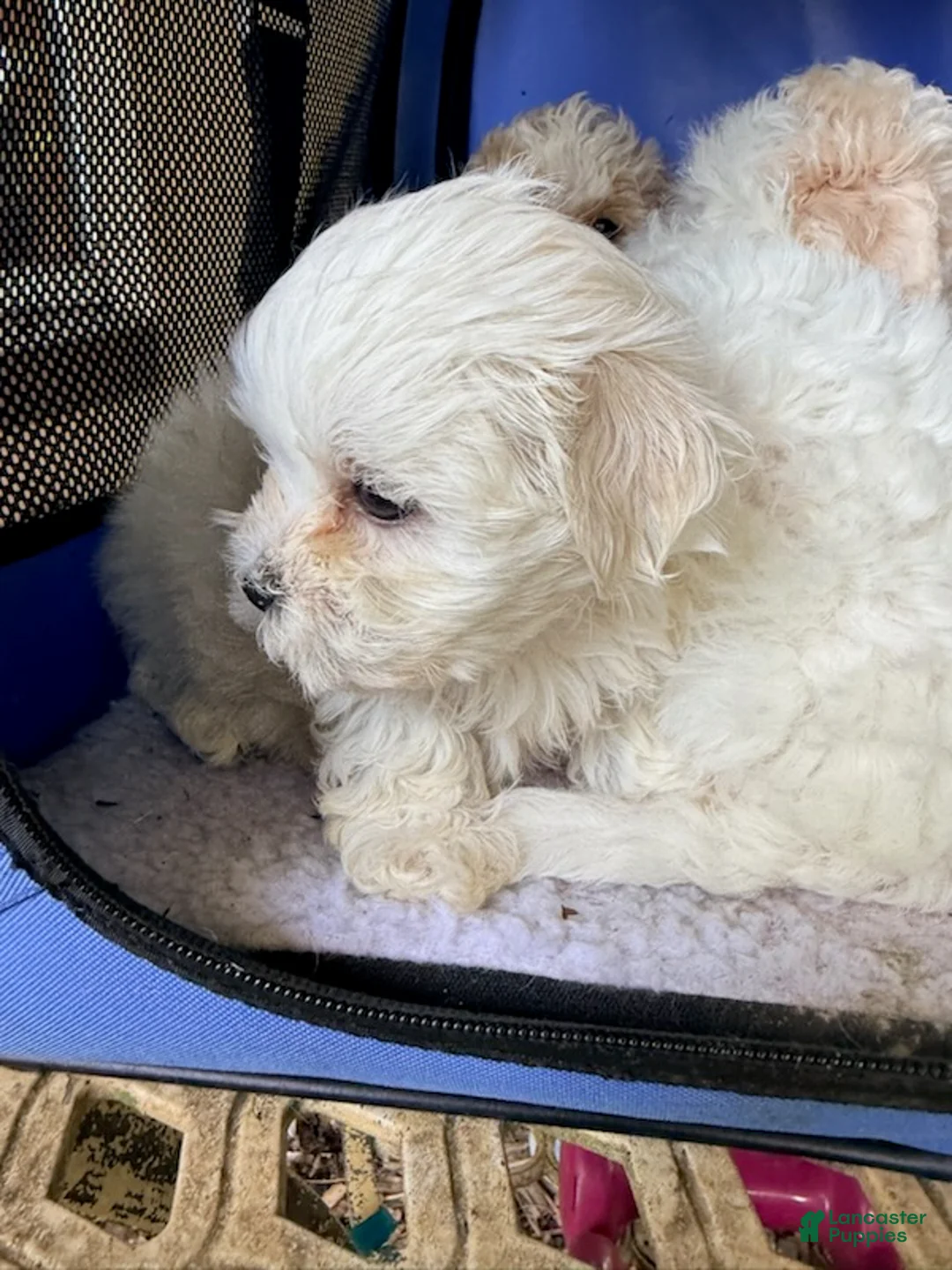 Maltipoo dogs for sale: Girl 3 - Ad 1